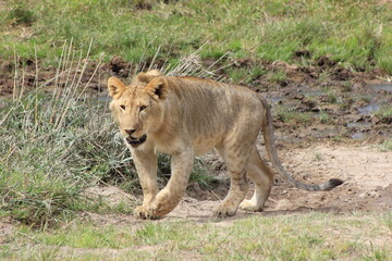 lion in the grass