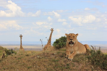 lion in the grass
