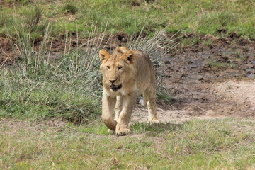 lion cub in the wild