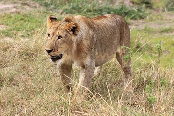 lion and lioness