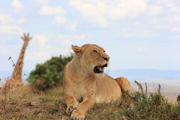 lion in the grass