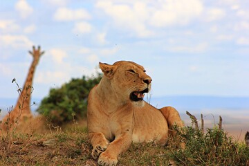 lion in the grass