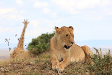 Fototapeta premium lion in the grass