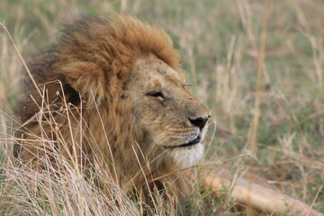 male lion cub