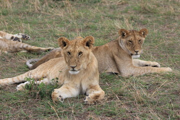 lion and lioness