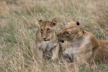 lioness and cubs