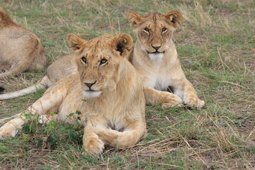 lion and lioness