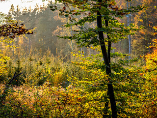 Wiederaufforstung im herbstlichen Mischwald