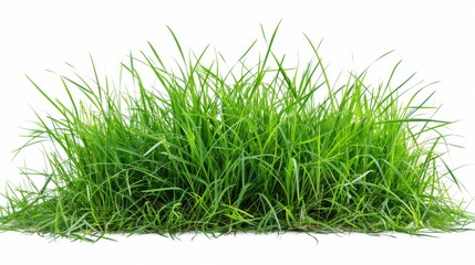 Green grassland, isolated on white, with dew drops on the blades. A fresh and calming nature scene