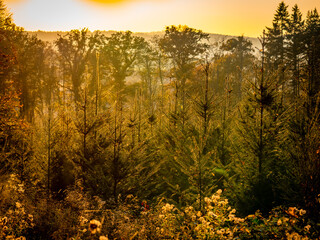 Wiederaufforstung im herbstlichen Mischwald