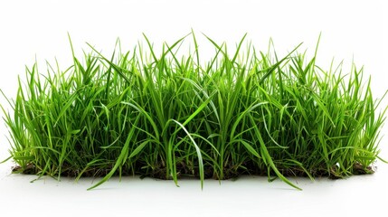 Obraz premium Green grassland, isolated on white, with dew drops on the blades. A fresh and calming nature scene