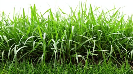 Obraz premium Green grassland, isolated on white, with dew drops on the blades. A fresh and calming nature scene