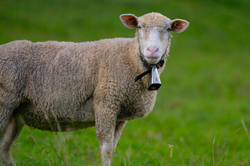 The sheeps in the meadows. Sheep with bell. Sheep pasture on an farm, close up. Sheep eating grass on a field. Sheep grazing in an alpine meadow.