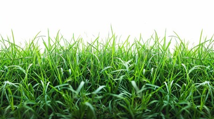 Fototapeta premium Green grassland, isolated on white, with dew drops on the blades. A fresh and calming nature scene