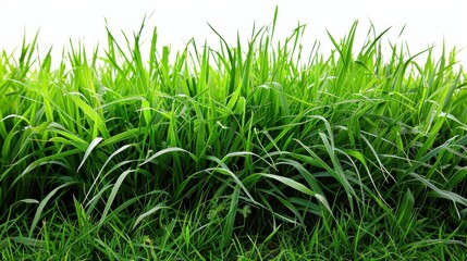 Fototapeta premium Green grassland, isolated on white, with dew drops on the blades. A fresh and calming nature scene