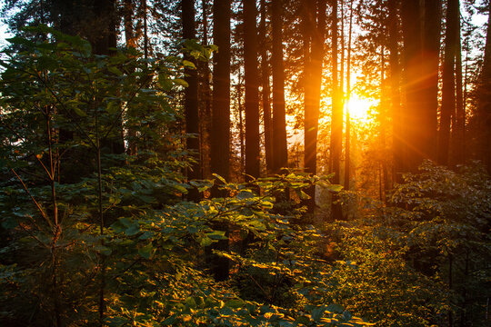sunset in the woods
