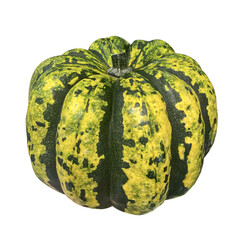 Closeup Striped Green and Yellow Pumpkin isolated on white background. Gorgonzola pumpkin. Halloween decor element.