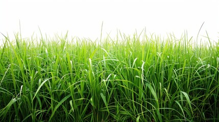 Fototapeta premium Green grassland, isolated on white, with dew drops on the blades. A fresh and calming nature scene