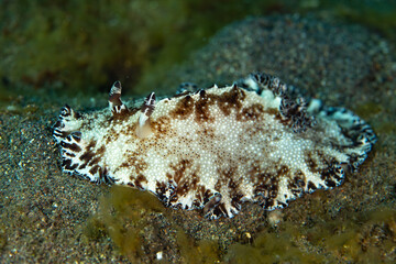 A beautiful nudibranch, Discodoris boholiensis, makes its way slowly across a sandy seafloor near Alor, Indonesia. This region is home to hundreds of nudibranch species.