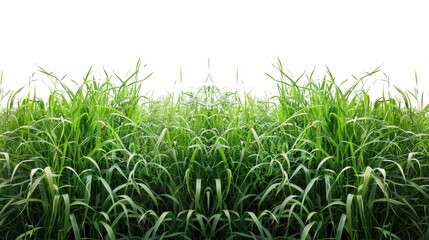 Fototapeta premium Green grassland, isolated on white, with dew drops on the blades. A fresh and calming nature scene