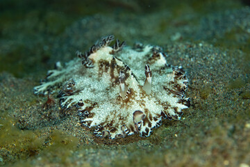 A beautiful nudibranch, Discodoris boholiensis, makes its way slowly across a sandy seafloor near Alor, Indonesia. This region is home to hundreds of nudibranch species.