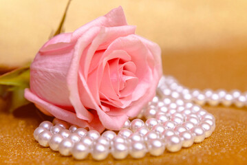  Pink rose and pearl necklace on a shiny gold background
