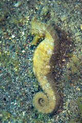 A common seahorse, also known as an estuary seahorse, Hippocampus kuda, is found on the sandy seafloor of an underwater slope near Alor, Indonesia. These fish rely on camouflage to escape predation.