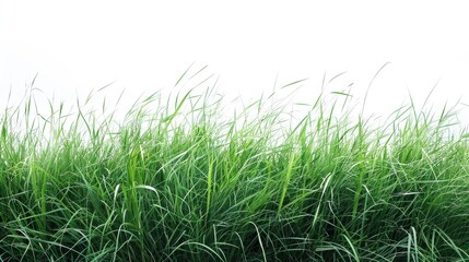 Obraz premium Green grassland, isolated on white, with dew drops on the blades. A fresh and calming nature scene