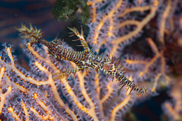 An Ornate ghost pipefish hovers near a protective sea fan on a coral reef in Indonesia. These small, exquisite pipefish are extremely difficult to find due to their camouflage.