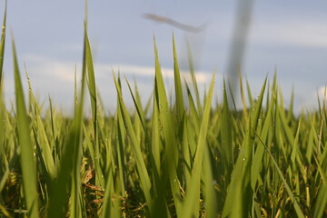 Rice Field and Green Leaves