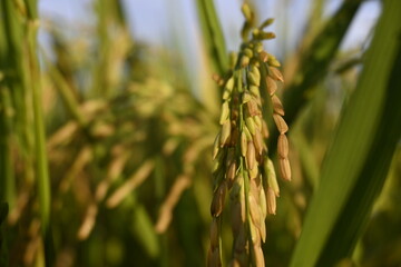 Rice Field and Green Leaves