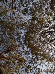 trees and sky