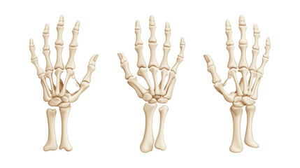 Collection of human skeletal hands highlighting bone structure and joint articulation, isolated on transparent PNG background