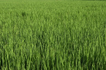 Rice Field and Green Leaves
