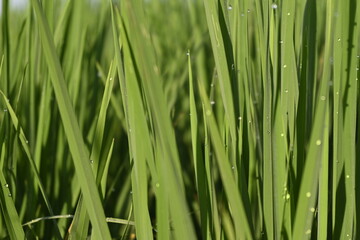 Rice Field and Green Leaves