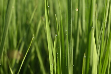 Rice Field and Green Leaves