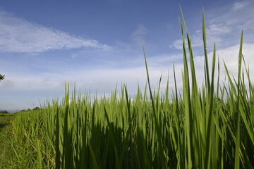 Rice Field and Green Leaves