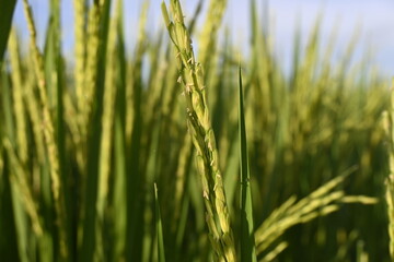 Rice Field and Green Leaves