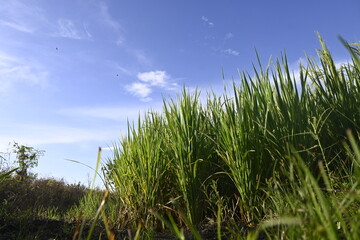 Rice Field and Green Leaves