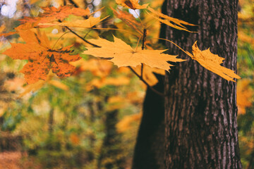 Maple leaves autumn forest nature