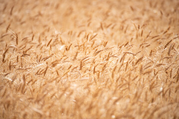 Wheat background. The agriculture. Gold sprouts of wheat in soil. Harvest in farm. Wheat field background. Background and texture for autumn harvest. Background of ripening ears of wheat field.
