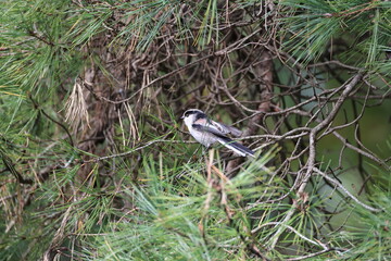 Long-tailed Tit crosses from branch to branch in search of foods 