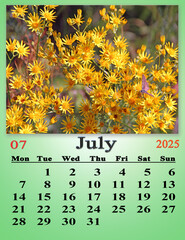 July calendar 2025 with photo of blooming Jacobaea vulgaris blooming in field