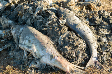 Rotten dead fish on the coast. Ecological toxic disaster.