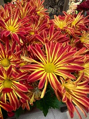 red and yellow flowers