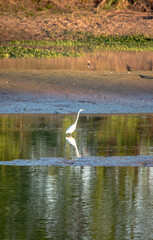 white heron on the banks of the parana river