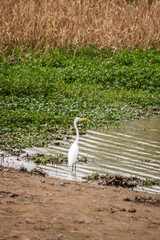 white heron on the banks of the parana river