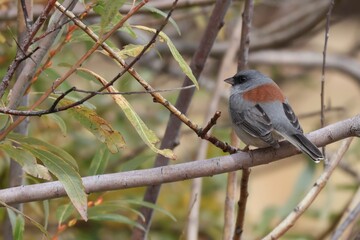dark-eyed junco in a tree