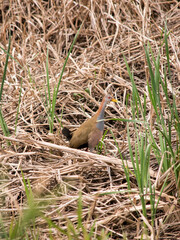 photo of the ipacaá, ipecaá, pacaá or red-necked rail (Aramides ypecaha)