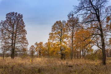 Obraz premium A field of trees with a blue sky in the background